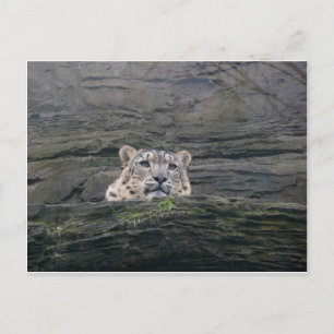 Cartão Postal Descanso de Leopardo de Neve
