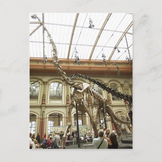 Cartão Postal Descrição Museum für Naturkunde, Berlim: Esqueleto (Frente)
