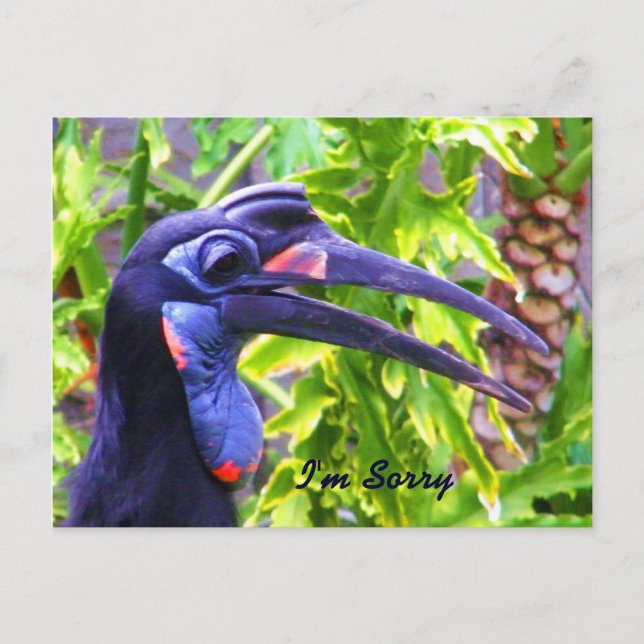 Cartão Postal Desculpe/Perdoe Me/ Saudade_Cartão Postal (Frente)