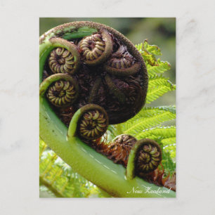 Cartão Postal Desdobrando Fern, Nova Zelândia, Selvagem