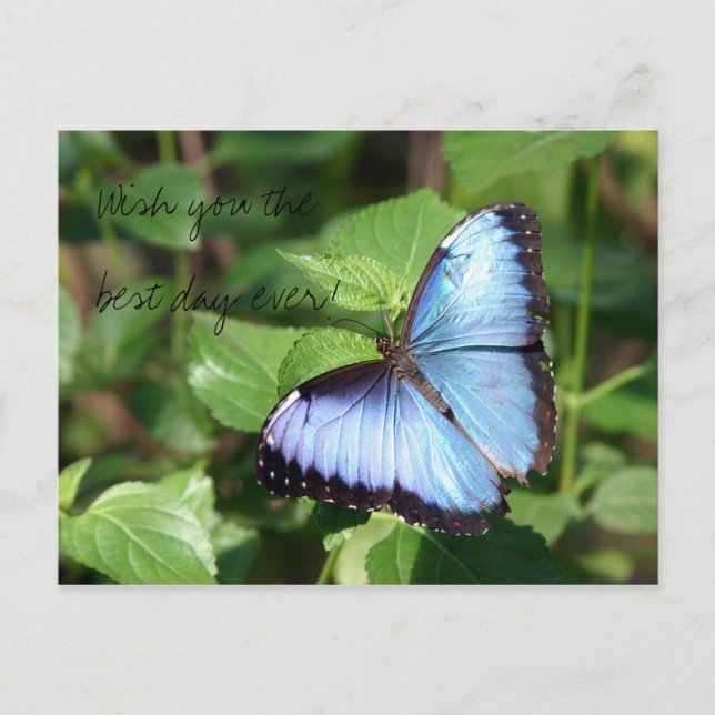 Cartão Postal Deseje-lhe o melhor dia nunca! (Frente)