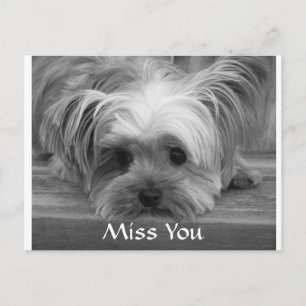 Cartão Postal Desejo-lhe Yorkshire Terrier Cachorrinho Postcard