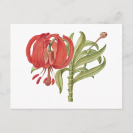 Cartão Postal Desenhado à mão em flor escarlate Turk's  