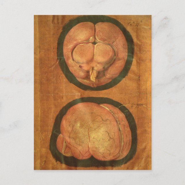 Cartão Postal desenho anatômico do cérebro humano (Frente)