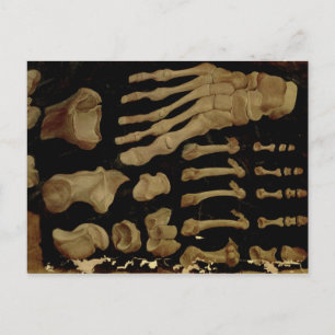 Cartão Postal Desenho anatômico dos ossos do pé