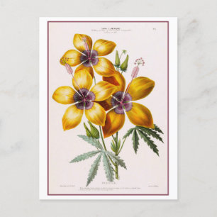 Cartão Postal Desenho Botânico da Flor de Hibisco Amarelo