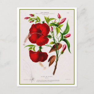 Cartão Postal Desenho Botânico da Flor Red Hibiscus