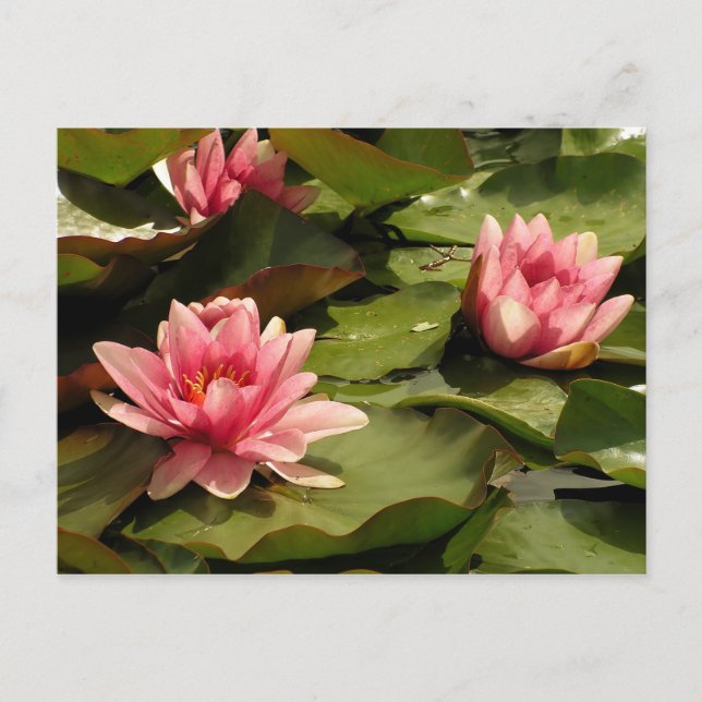 Cartão Postal Desenho Botânico Floral de Nenúfar Tropical (Frente)