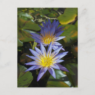 Cartão Postal Desenho Botânico Floral de Nenúfar Tropical