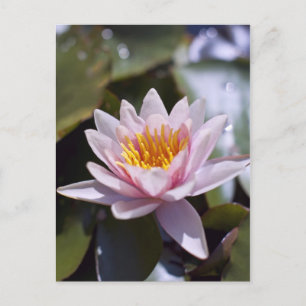 Cartão Postal Desenho Botânico Floral de Nenúfar Tropical