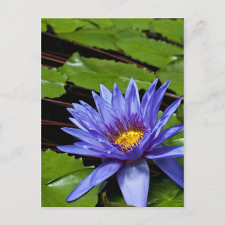 Cartão Postal Desenho Botânico Floral de Nenúfar Tropical