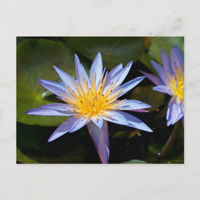 Cartão Postal Desenho Botânico Floral de Nenúfar Tropical (Frente)