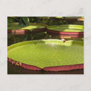 Cartão Postal Desenho Botânico Floral de Nenúfar Tropical
