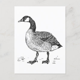 Cartão Postal Desenho Canadiano De Arte Bela, Desenho De Pássaro