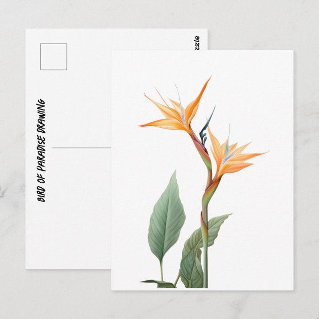 Cartão Postal Desenho da ave do paraíso (flor) (Frente/Verso)