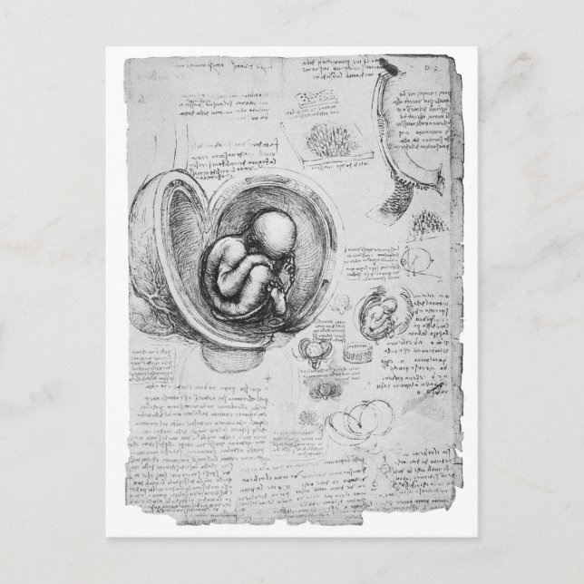 Cartão Postal Desenho da imagem de um feto no útero 1 (Frente)