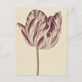 Cartão Postal Desenho da safra de uma tulipa branca e vermelha