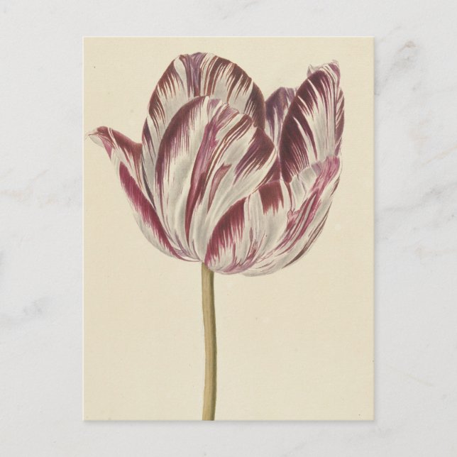 Cartão Postal Desenho da safra de uma tulipa branca e vermelha (Frente)