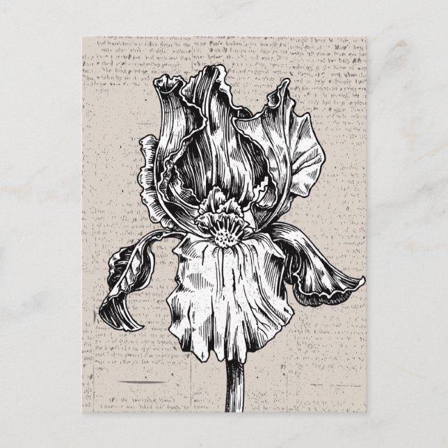 Cartão Postal Desenho da Vintage Iris (Frente)