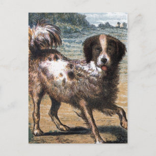 Cartão Postal Desenho da Vintage: Um Cachorro Morto