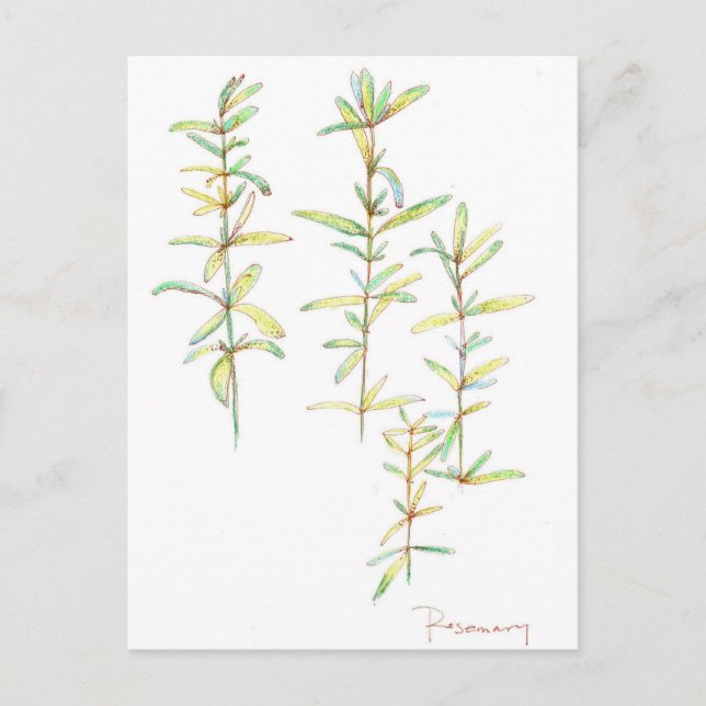 Cartão Postal Desenho de Arte Botânica de Plantas Rosemary (Frente)
