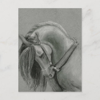Cartão Postal Desenho de Cavalo Espanhol por Lucinda Knowlton