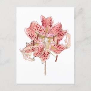 Cartão Postal Desenho de flores vermelhas da vindima de Samuel C