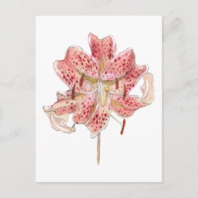 Cartão Postal Desenho de flores vermelhas da vindima de Samuel C (Frente)