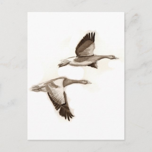 Cartão Postal Desenho de gansos voadores (Frente)