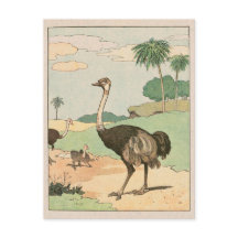 Desenho de Histórias de Ostrich