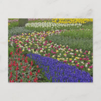 Desenho de jardim de jacinto-de-uva e tulipas,