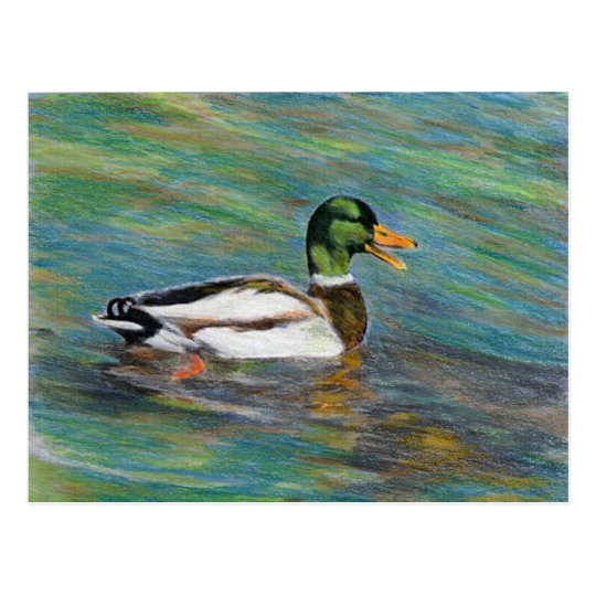 Cartao Postal Desenho De Lapis Colorido Pato Do Pato Selvagem Zazzle Com Br