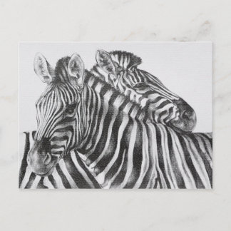 Cartão Postal Desenho de lápis original da zebra