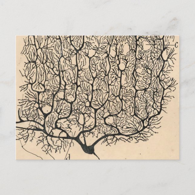 Cartão Postal Desenho De Neuron Por Santiago Ramón Y Cajal (Frente)
