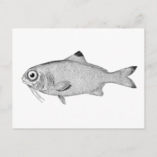 Cartão Postal Desenho de peixe-safra