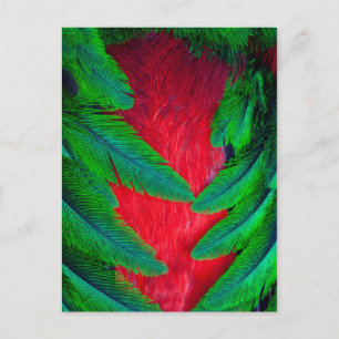 Cartão Postal desenho de pena de quetzal resplandecente