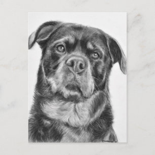 Cartão Postal Desenho de Rottweiler