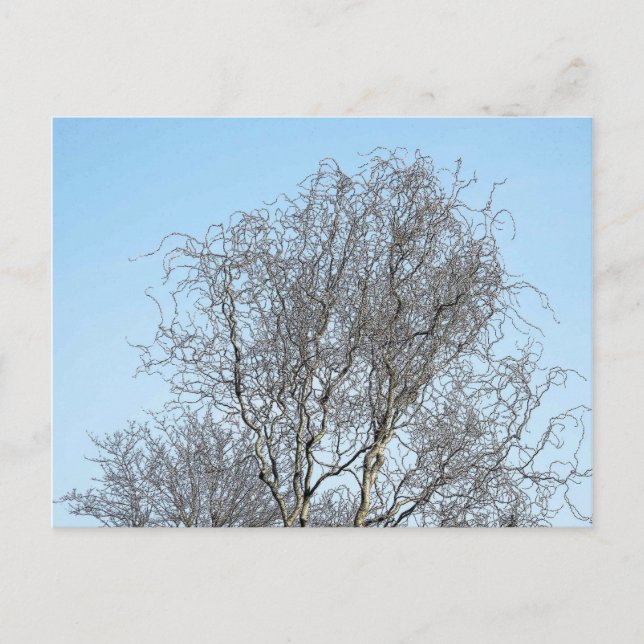 Cartão Postal Desenho de Tree Branches Ink (Frente)