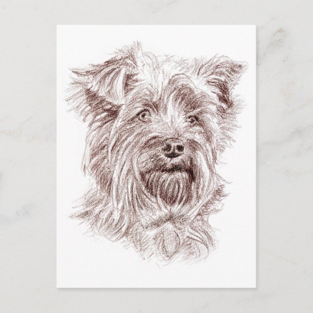 Cartão Postal Desenho de Yorkshire Terrier (Frente)