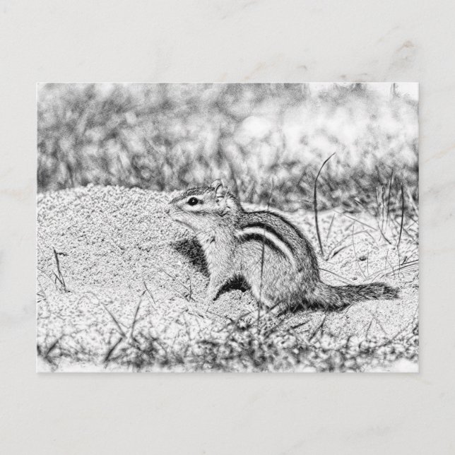 Cartão Postal Desenho do Chipmunk (Frente)