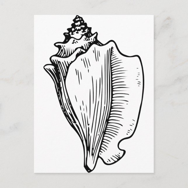 Cartão Postal Desenho do Conch Shell (Frente)