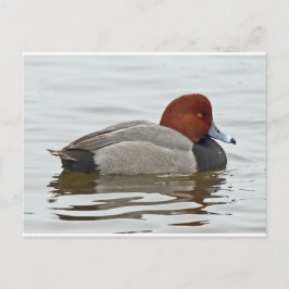 Cartão Postal Desenho do Pato Vermelho