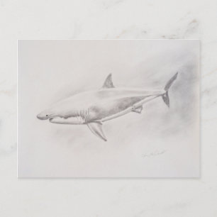 Cartão Postal Desenho do Tubarão Branco do excelente