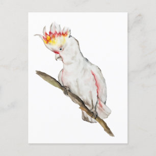 Cartão Postal Desenho em aquarela de um papagaio-católico