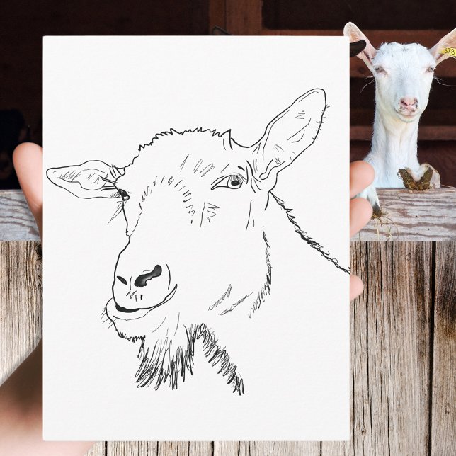 Cartão Postal Desenho Engraçado de Cabra (Funny goat simple animal art drawing black and white postcard by  artist Catherine Sweetman )