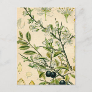 Cartão Postal Desenho Floral Antiquado de Impressão Botânico B