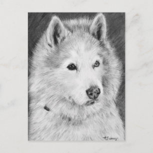 Cartão Postal Desenho Malamute do Alaska