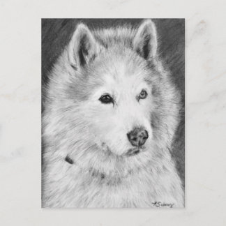 Cartão Postal Desenho Malamute do Alaska