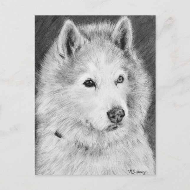 Cartão Postal Desenho Malamute do Alaska (Frente)