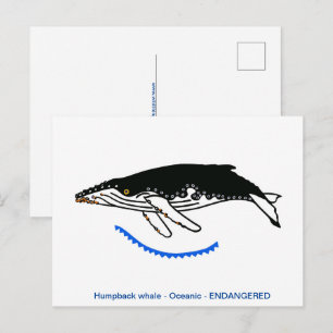 Cartão Postal Desenho manual - Baleia de jubarte - Animais ameaç